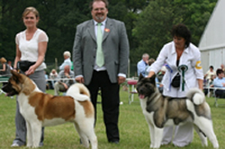 Akita dogs - Mikey and Champion Sophie 