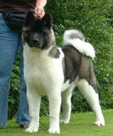 Akita puppies