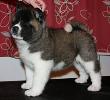 Akita puppies for shop sale uk kennel club