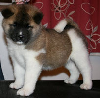 Akita puppy