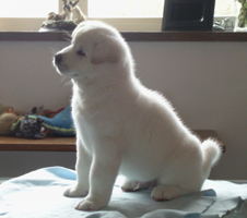 Akita puppy