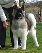 Akita dog - Henrietta