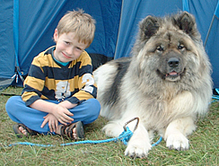 Long coat Akita dog