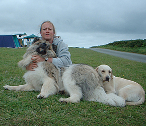 Akita dog 2024 long hair