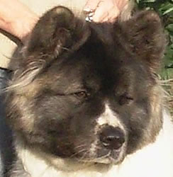 Long hair shop akita puppy