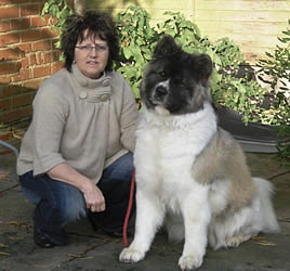 long haired akita dog