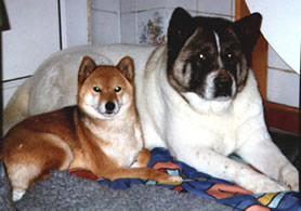 Akita and Shiba