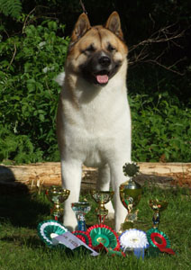 Champion Akita Dog - Ch Nosferatu Nemesis for Sukari
